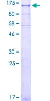 Human KIFAP3 / KAP3 Protein (Recombinant GST)