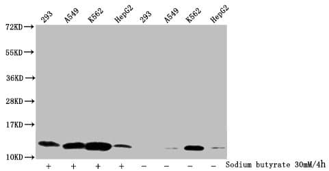HIST1H4I Antibody