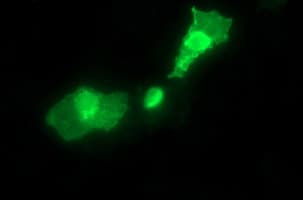 SYT4 Antibody (clone OTI4F2)