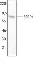 Monoclonal Mouse anti-Human FACT / SSRP1 Antibody (clone 3E4, WB)