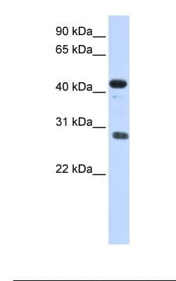 CDCA5 / Sororin Antibody (aa110-159)