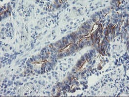 ZNF365 Antibody (clone OTI4F8)