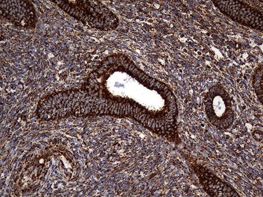 UQCRFS1 Antibody (aa79-274, clone OTI4H8)