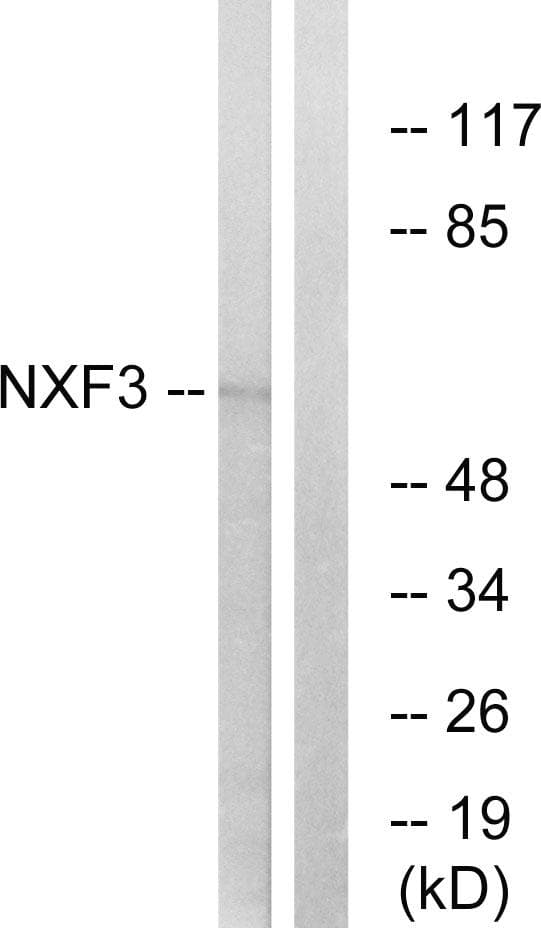 Polyclonal Rabbit anti-Human NXF3 Antibody (WB)