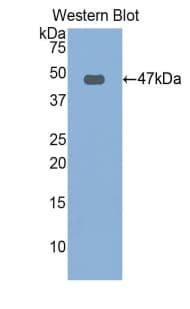 FBN1 / Fibrillin 1 Antibody (aa246-389)