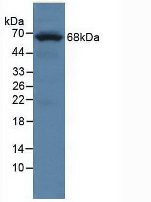 PTPRO Antibody (aa948-1205)