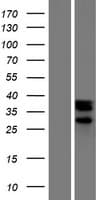 Human NOXRED1 / C14orf148 Protein (Over-Expression Lysate Myc-DDK (Flag))