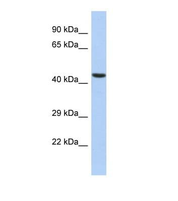 NF45 / ILF2 Antibody (aa41-90)