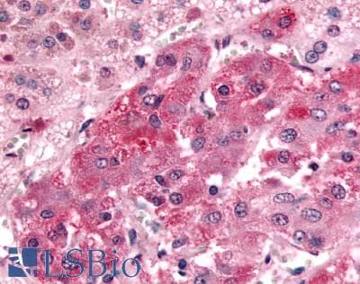 IHC-plus™ GPR108 Antibody (Cytoplasmic Domain)