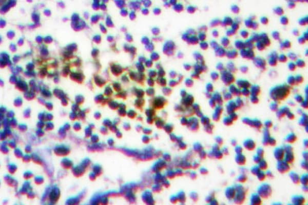 NUB1 Antibody (Tyr601)
