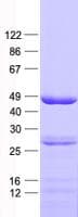 Human STOML2 Protein (Recombinant His, N-Terminal)