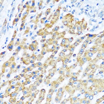 LRPPRC Antibody