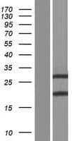 ZBED2 Protein (Over-Expression Lysate Myc-DDK (Flag))