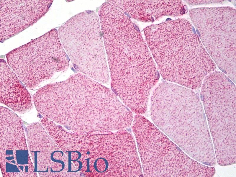 IHC-plus™ Eomesodermin / EOMES Antibody