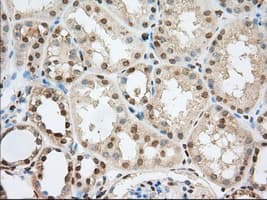 PDE4A / PDE4 Antibody (clone OTI1C8)