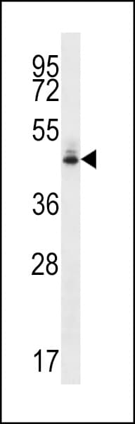 MFGE8 /Lactadherin Antibody (aa316-345)