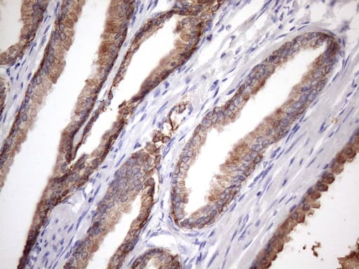 EGLN2 / PHD1 Antibody (clone OTI7H3, Carrier-free)