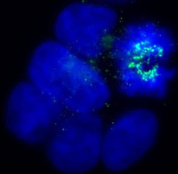 BUB1B / BubR1 Antibody (N-Terminus, clone 8G1, Biotin)