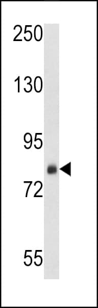 SRP72 Antibody (aa119-148)