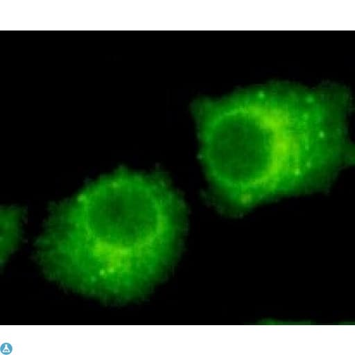 RAB2A / RAB2 Antibody