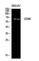 Polyclonal Rabbit anti-Human CD96 / TACTILE Antibody (WB)