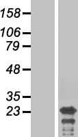 TDRP Protein (Over-Expression Lysate Myc-DDK (Flag))