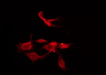 Polyclonal Rabbit anti-Human CHRM1 / M1 Antibody (IF, WB)