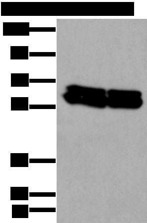 ZNF207 Antibody