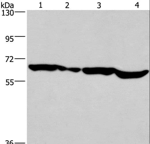 SOX18 Antibody