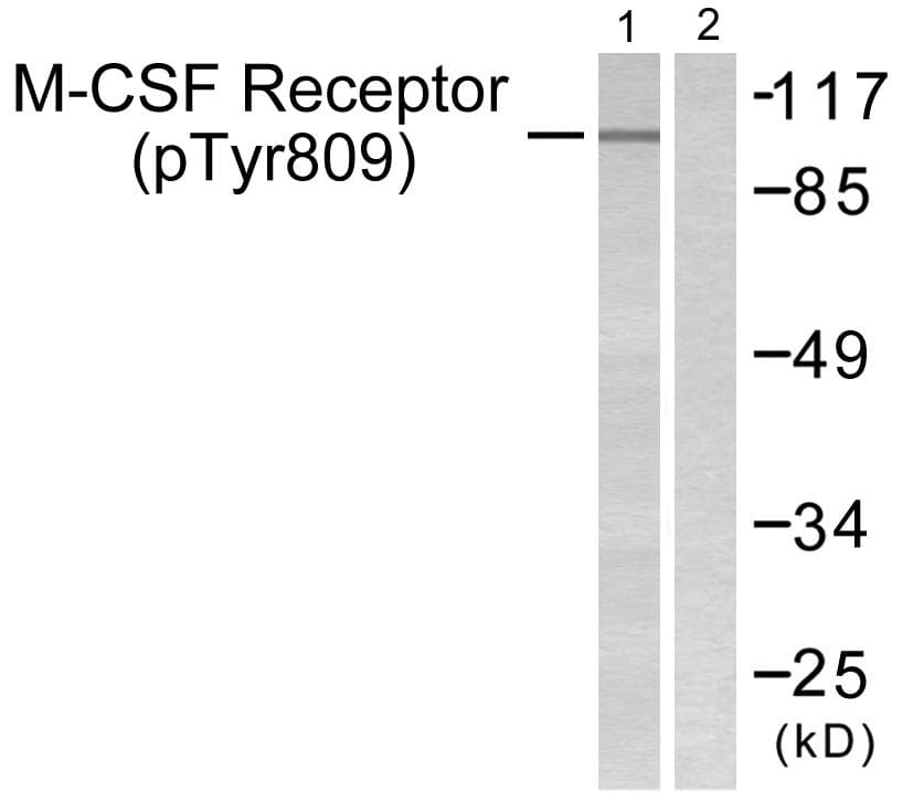 CSF1R / CD115 / FMS Antibody (phospho-Tyr809)