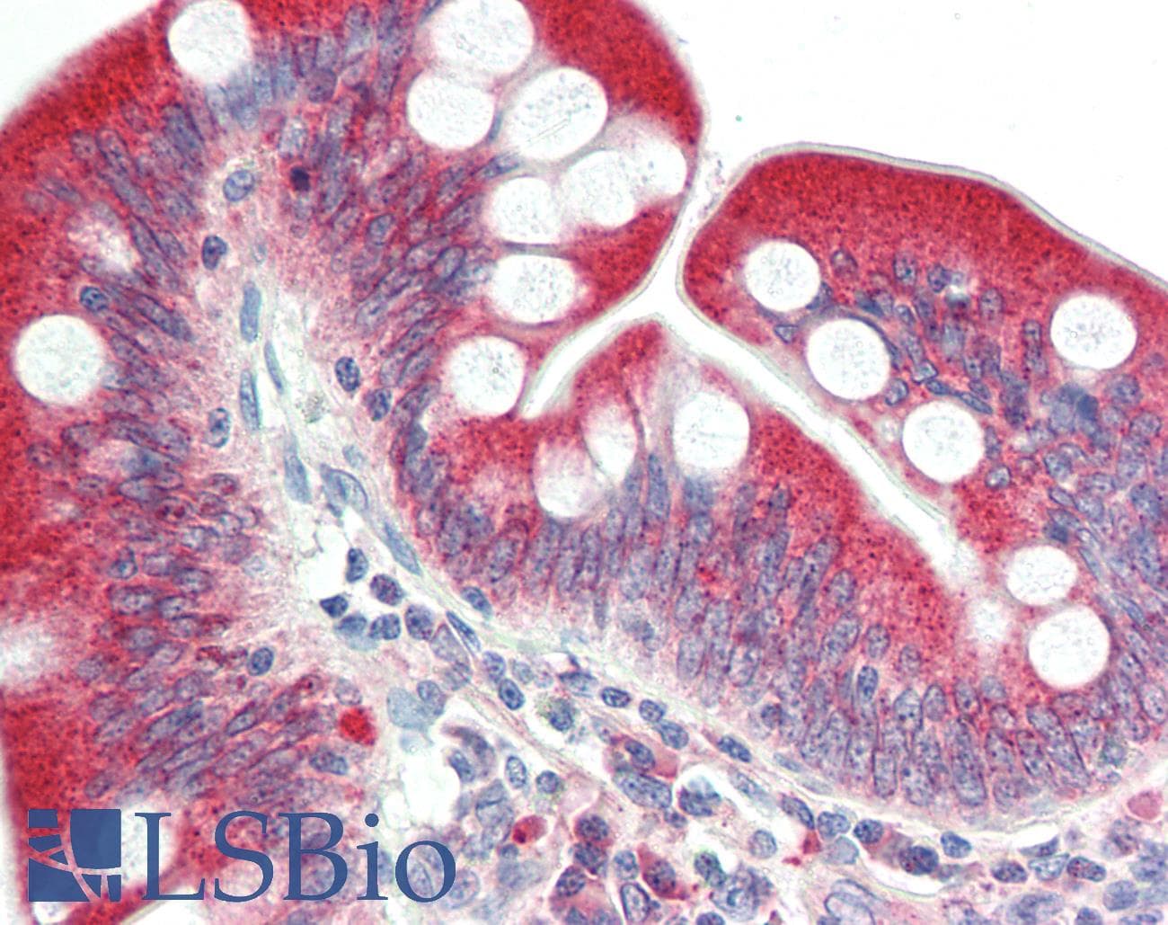 SLC37A4 / G6PT Antibody (aa38-87)
