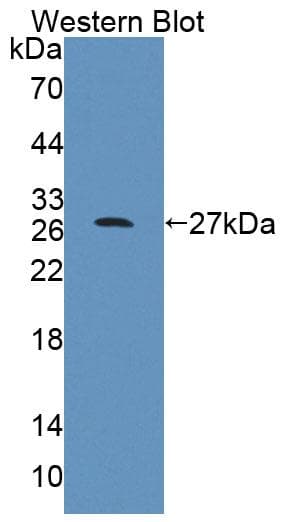 ENOX2 Antibody (aa1-207, Cy3)