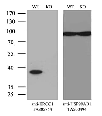 Monoclonal Mouse anti-Human ERCC1 Antibody (clone OTI15F10, Carrier-free, WB)