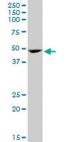 GATA1 Antibody (clone 3G6)