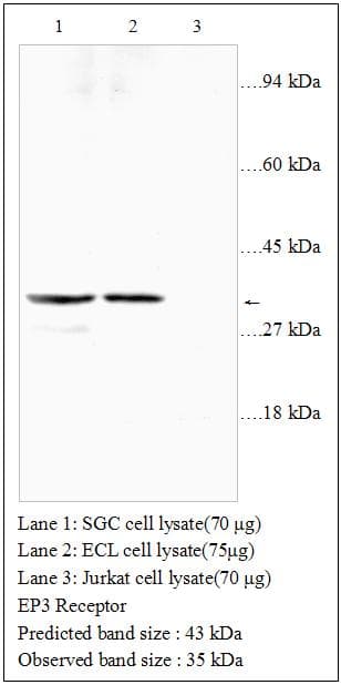 PTGER3 / EP3 Antibody