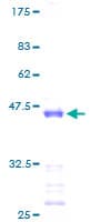 Human FAU / Fub1 Protein (Recombinant GST)