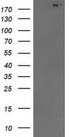 Monoclonal Mouse anti-Human SHPRH Antibody (clone OTI4A3, WB)