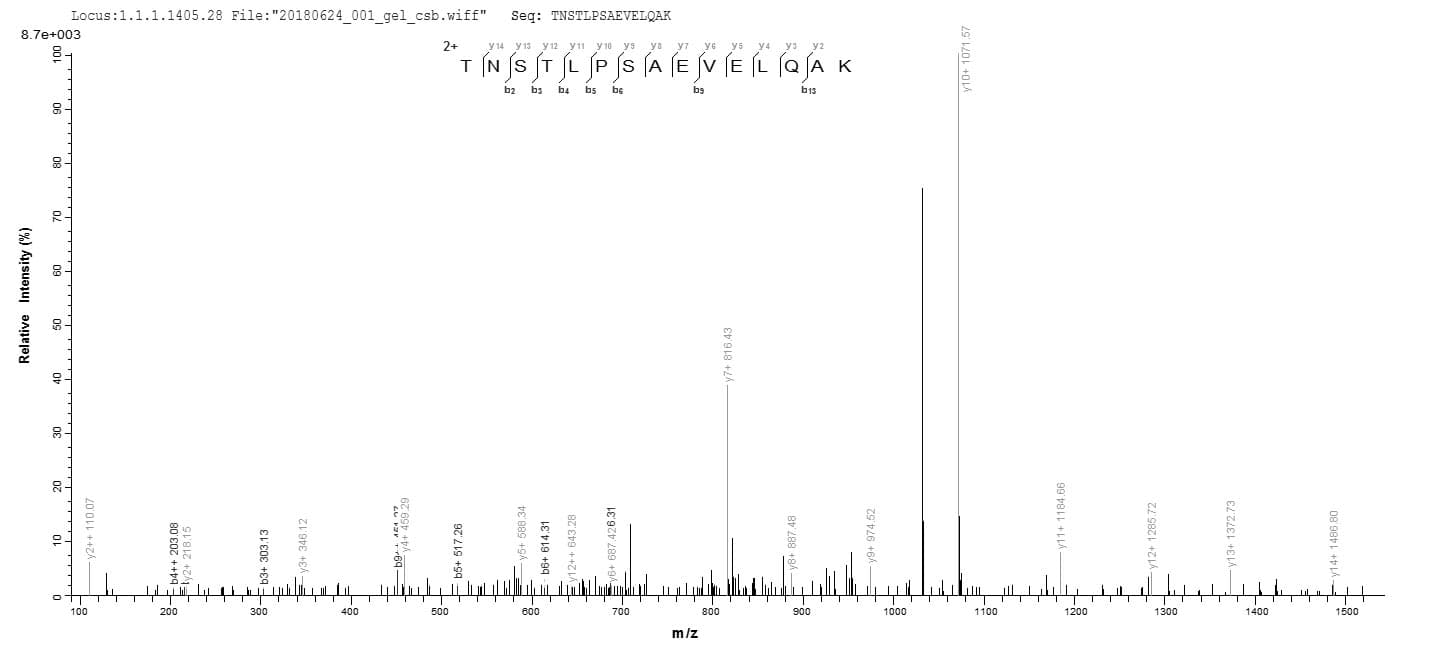 Human FPR1 / FPR Protein (Recombinant 10His-GST, N-terminus + Myc, C-terminus)