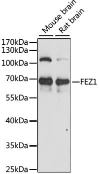 FEZ1 Antibody