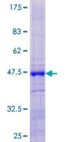Human DBF4B / DRF1 Protein (Recombinant GST)