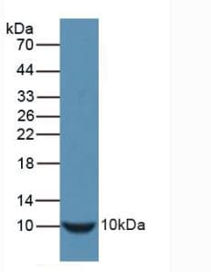 Insulin Antibody (aa25-54)