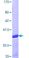 Human LAMTOR3 / MP1 Protein (Recombinant GST)