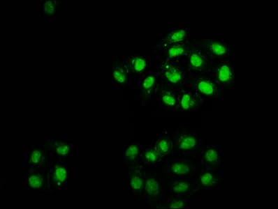 HIST1H2AI Antibody