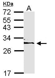 YWHAE / 14-3-3 Epsilon Antibody