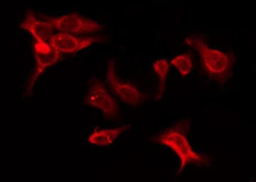 OR5K1 Antibody