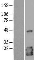 IL1RN Protein (Over-Expression Lysate Myc-DDK (Flag))