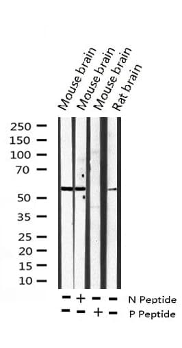 DAB1 Antibody (phospho-Tyr232)