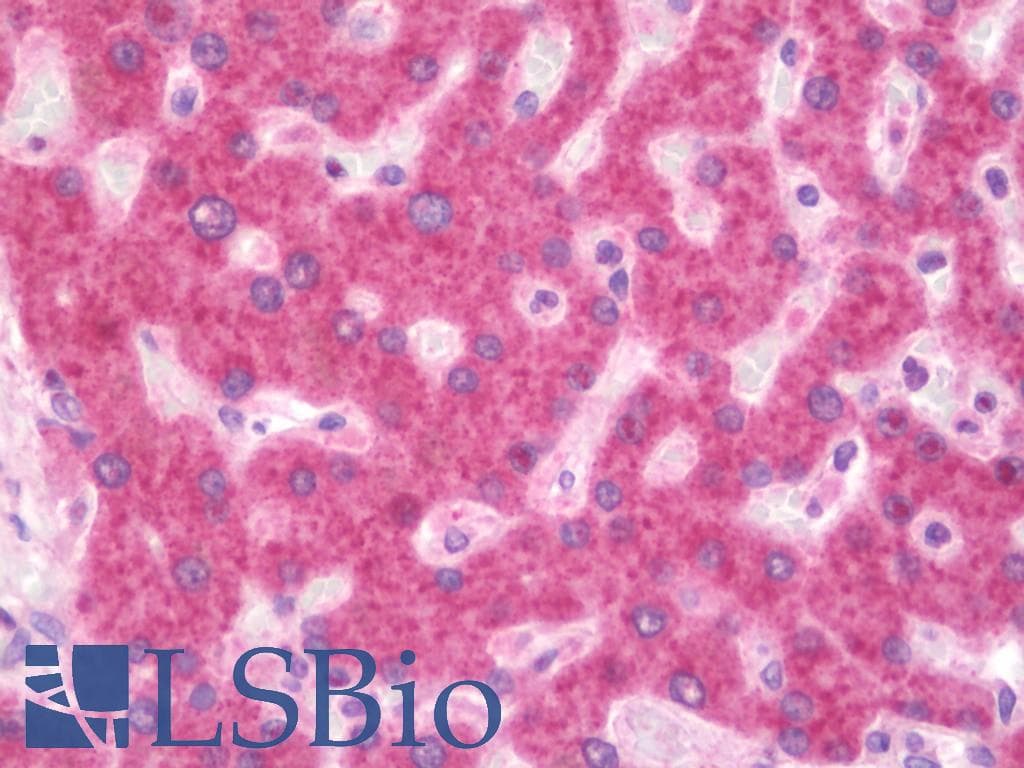 IHC-plus™ RPL36AL Antibody