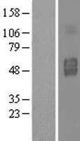 IL3RA / CD123 Protein (Over-Expression Lysate Myc-DDK (Flag))