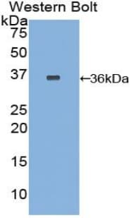 F3 / CD142 / Tissue factor Antibody (aa33-292)